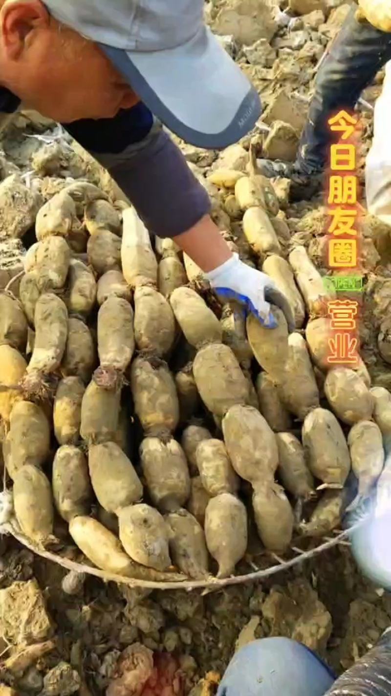 渭南莲藕，井水灌溉，细致无渣，第一年新藕。