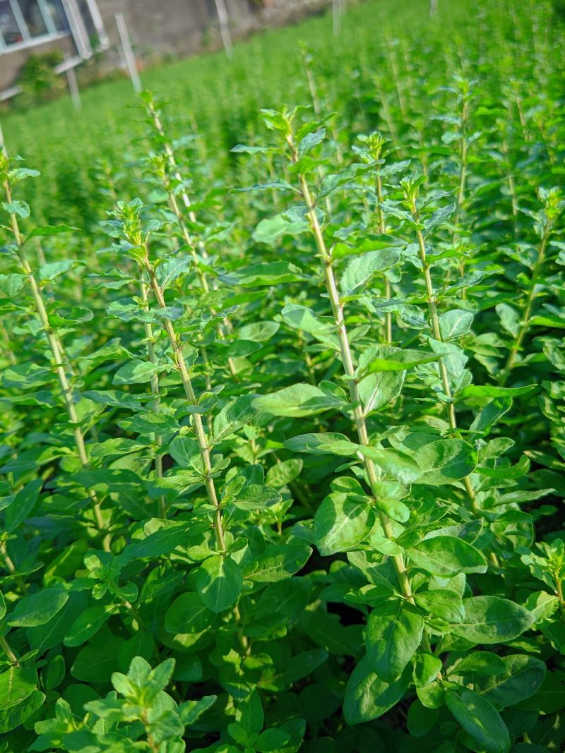 枸杞芽，又名甜菜头，天精菜，菜用枸杞嫩芽。基地种植。
