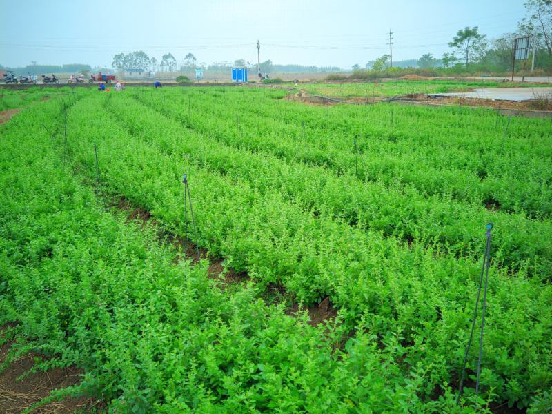 枸杞芽，又名甜菜头，天精菜，菜用枸杞嫩芽。基地种植。