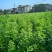 枸杞芽，又名甜菜头，天精菜，菜用枸杞嫩芽。基地种植。