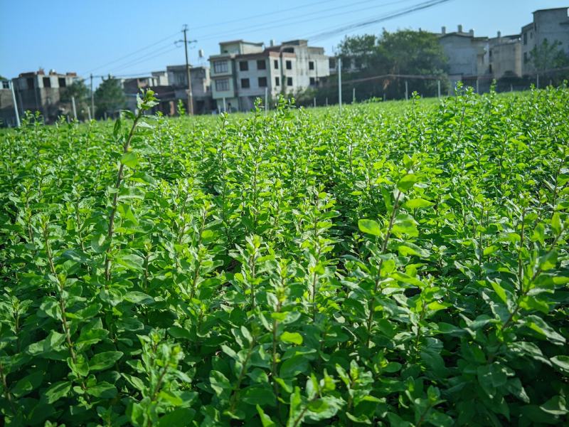 枸杞芽，又名甜菜头，天精菜，菜用枸杞嫩芽。基地种植。