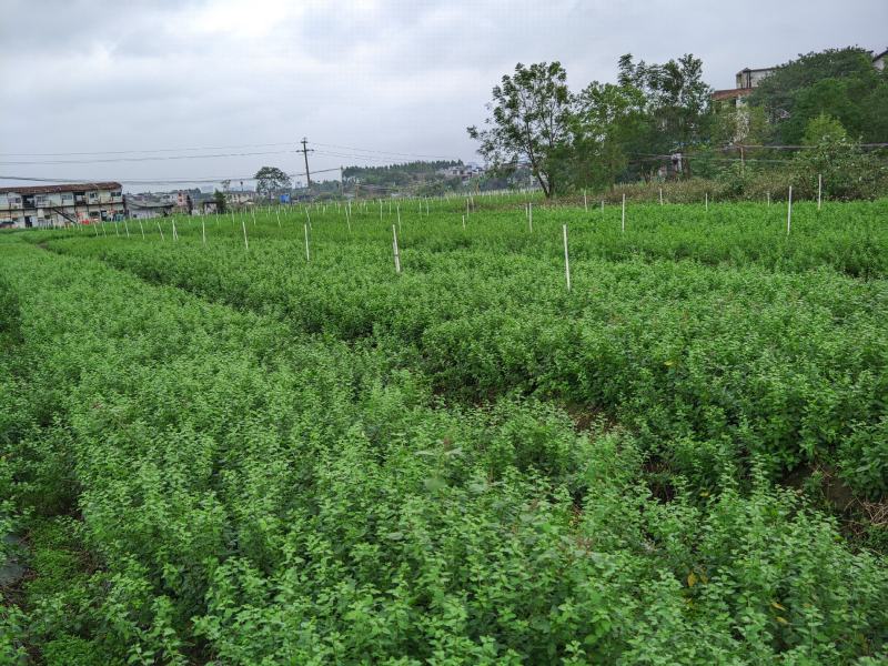 枸杞芽，又名甜菜头，天精菜，菜用枸杞嫩芽。基地种植。