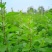 枸杞芽，又名甜菜头，天精菜，菜用枸杞嫩芽。基地种植。