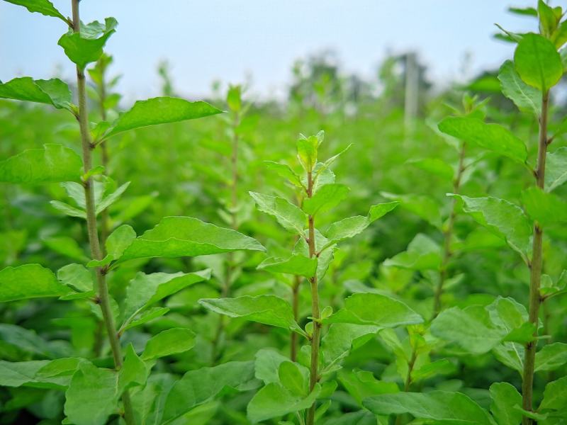 枸杞芽，又名甜菜头，天精菜，菜用枸杞嫩芽。基地种植。