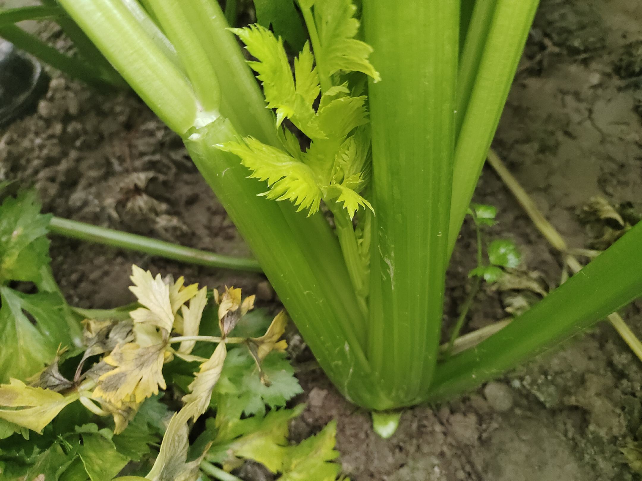 新鲜西芹植株在田间生长状态,茎部粗壮,叶色鲜绿,背景为清晨露水覆盖的菜园 西芹植株特写,绿色茎秆直立,叶片羽状分裂,生长在湿润土壤中
