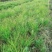杉树苗