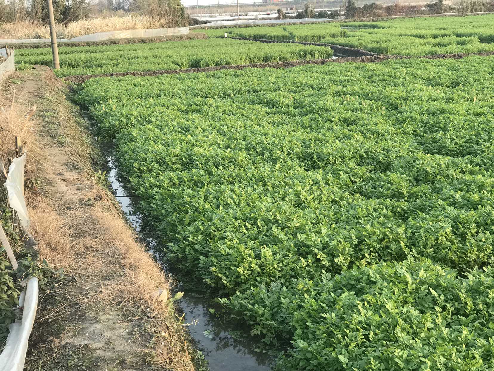 毒芹菜生长环境示意图,显示其多生于水边湿地 毒芹菜生长环境示意图