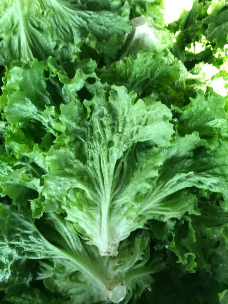 精品生菜，散叶生菜，品质保证，一手货源，全国发货