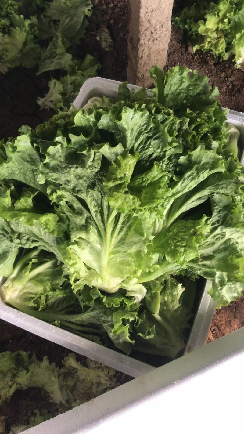 精品生菜，散叶生菜，品质保证，一手货源，全国发货