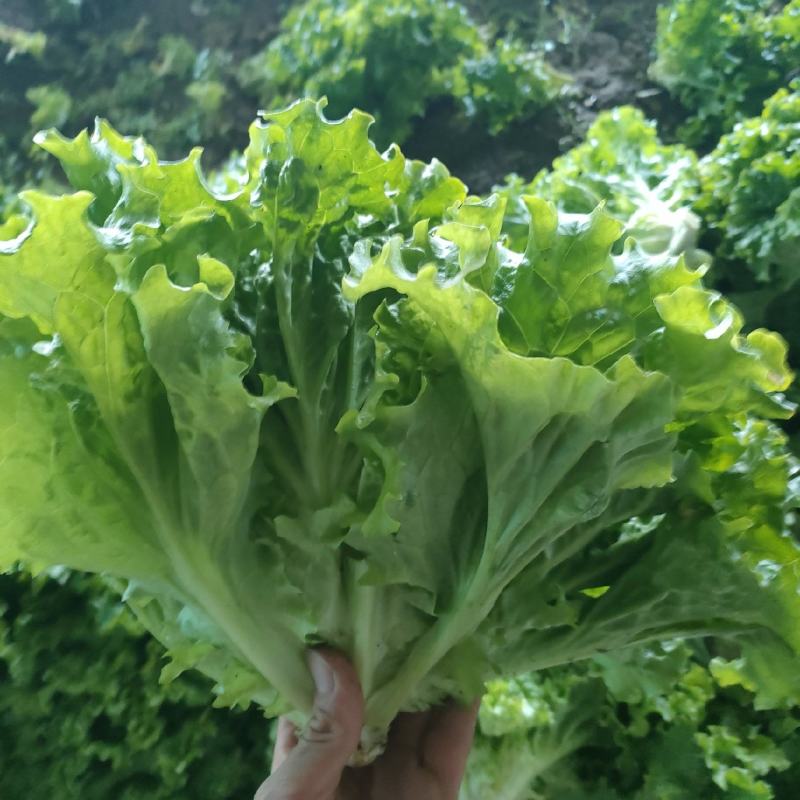 精品小颗生菜