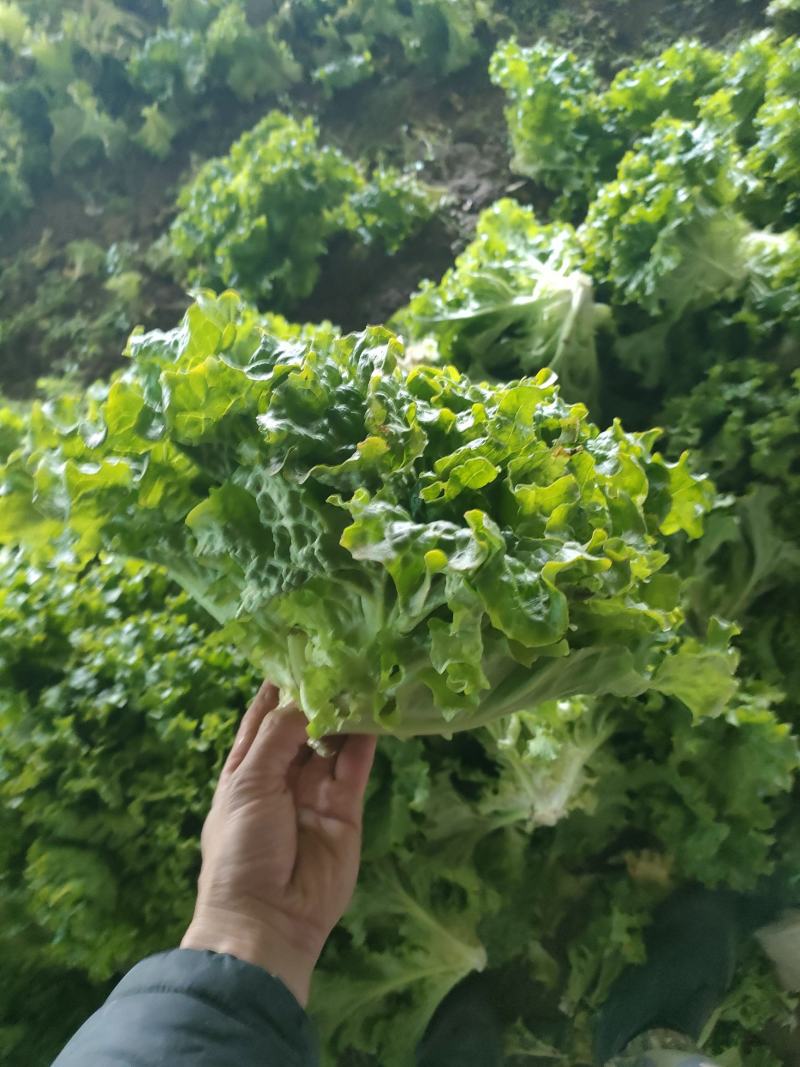 精品小颗生菜