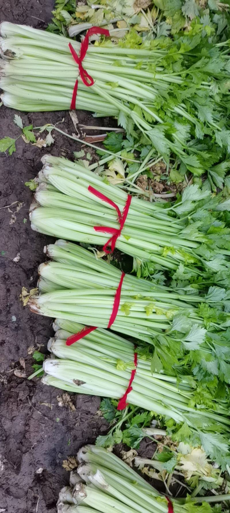 自家种植，大量出售，玻璃翠西芹，自产自销，按需捆绑