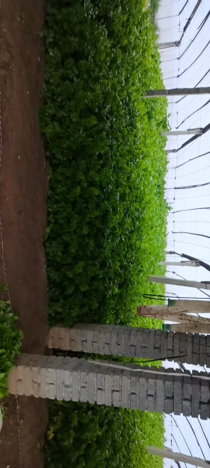 自家种植，大量出售，玻璃翠西芹，自产自销，按需捆绑
