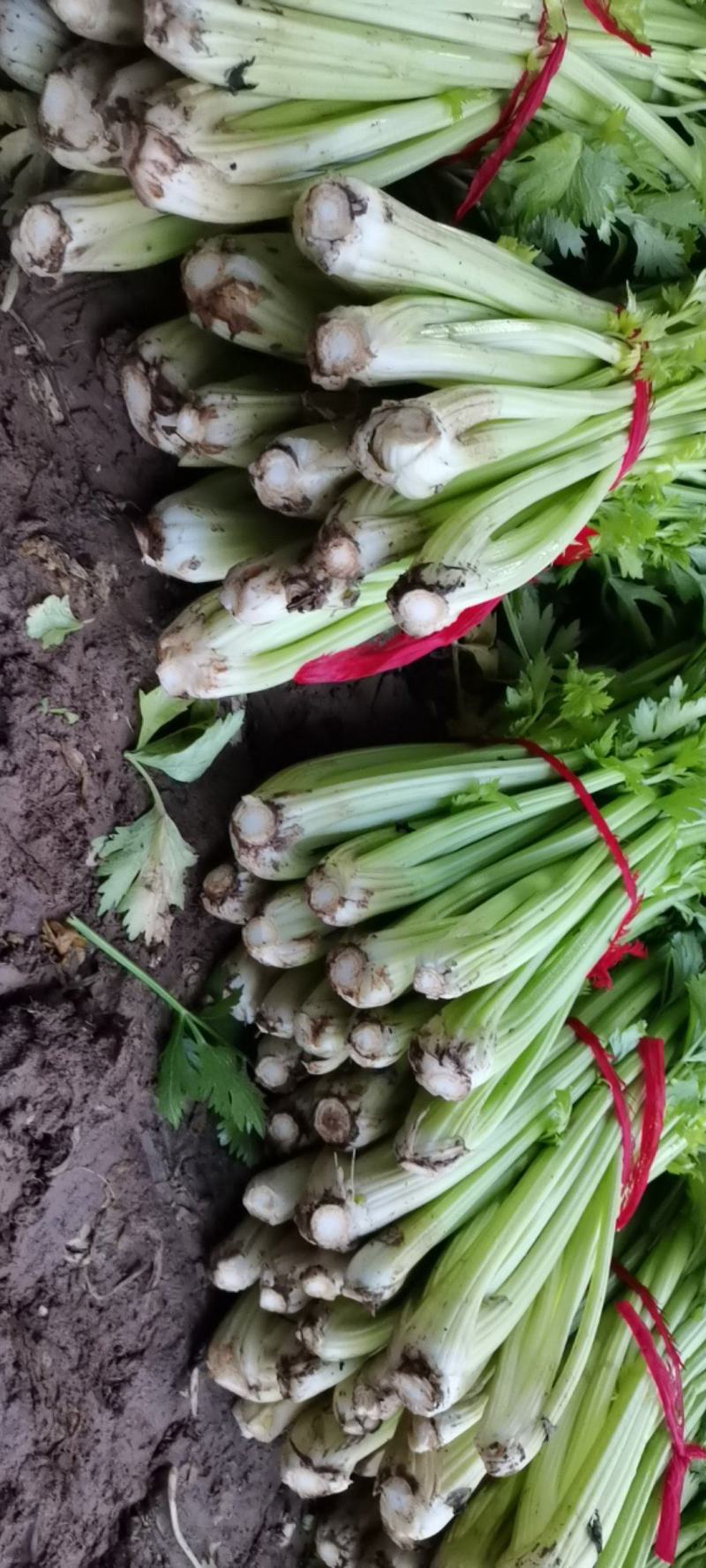 自家种植，大量出售，玻璃翠西芹，自产自销，按需捆绑