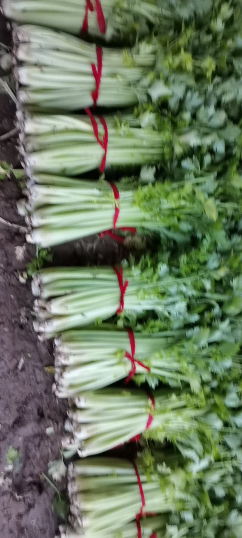 西芹，玻璃翠芹菜，自产自销，大鹏种植，人工打包，按需捆绑