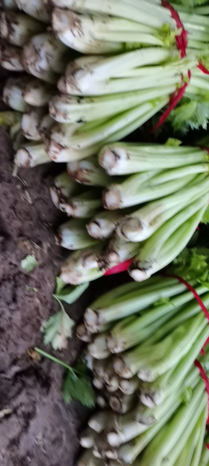 西芹，玻璃翠芹菜，自产自销，大鹏种植，人工打包，按需捆绑