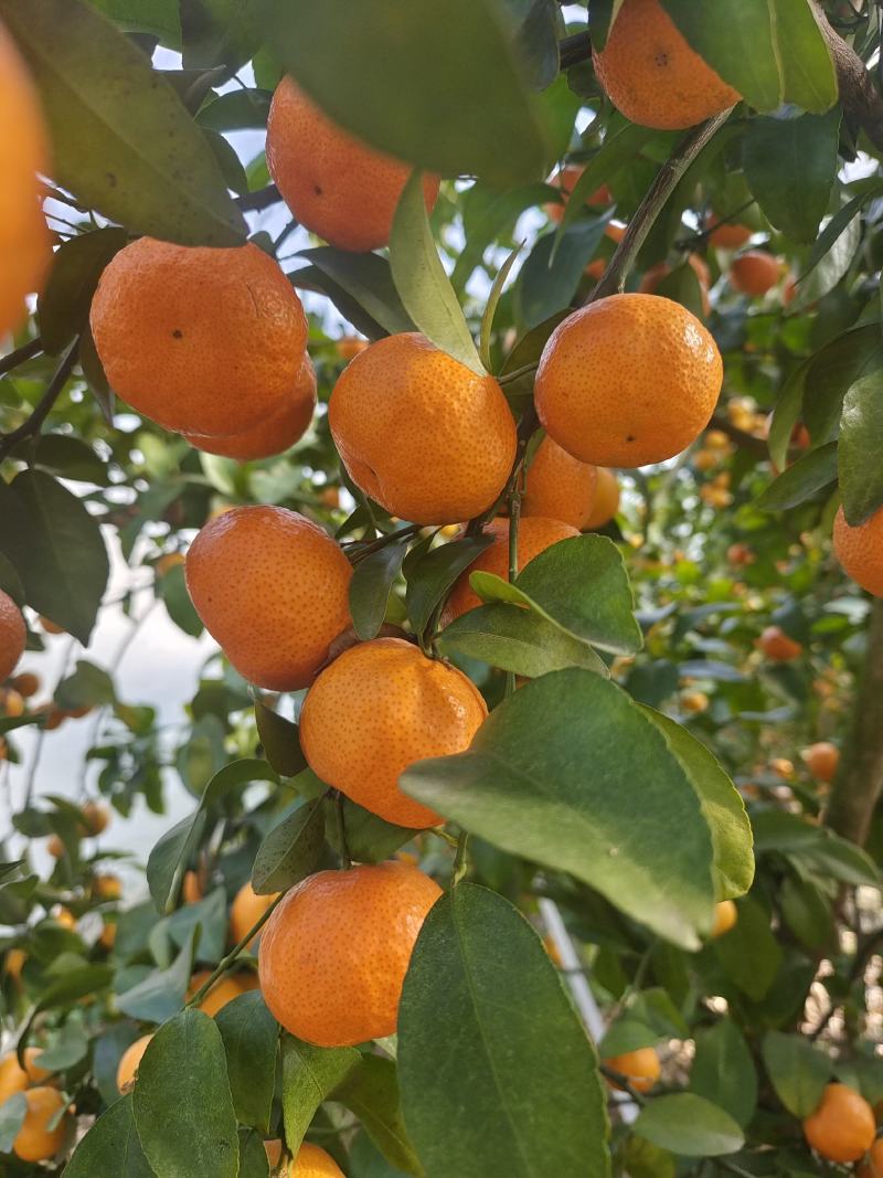 桂林沙糖桔