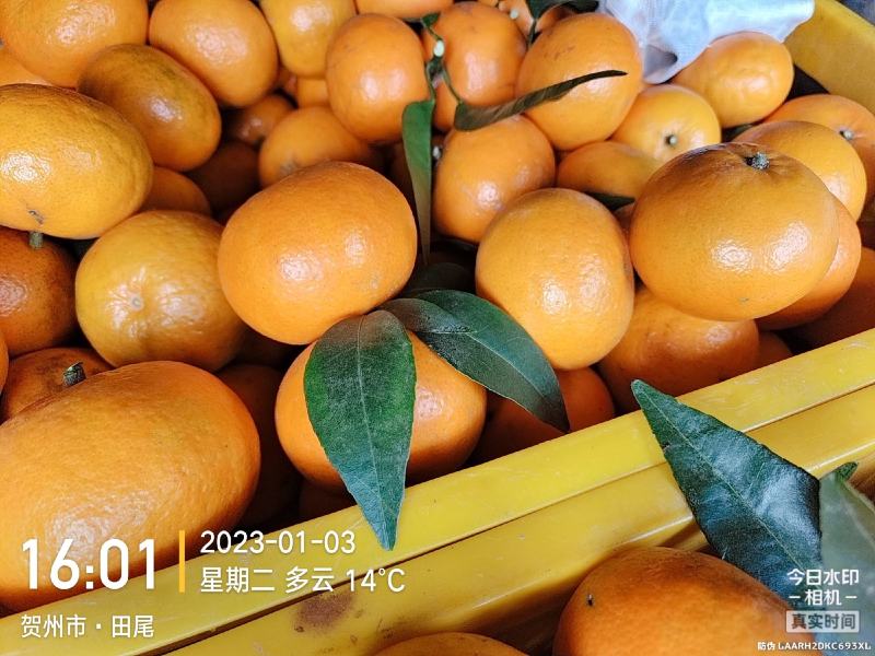 沃柑