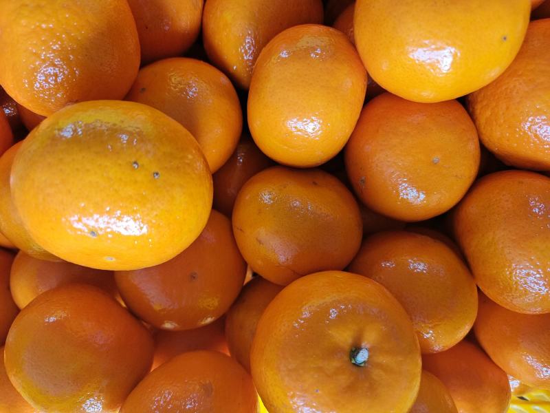 沃柑
