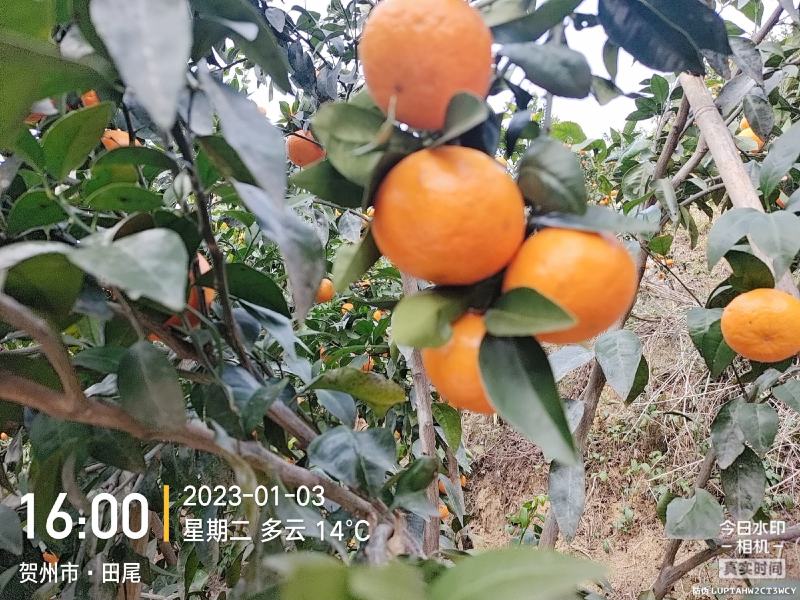沃柑