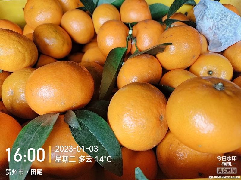 沃柑