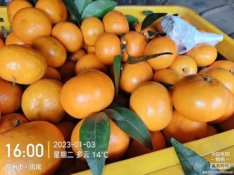沃柑
