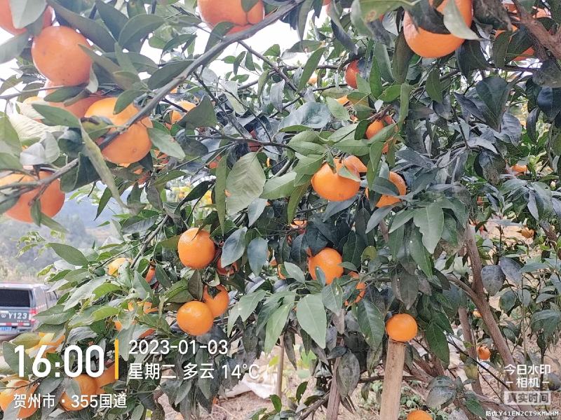 沃柑