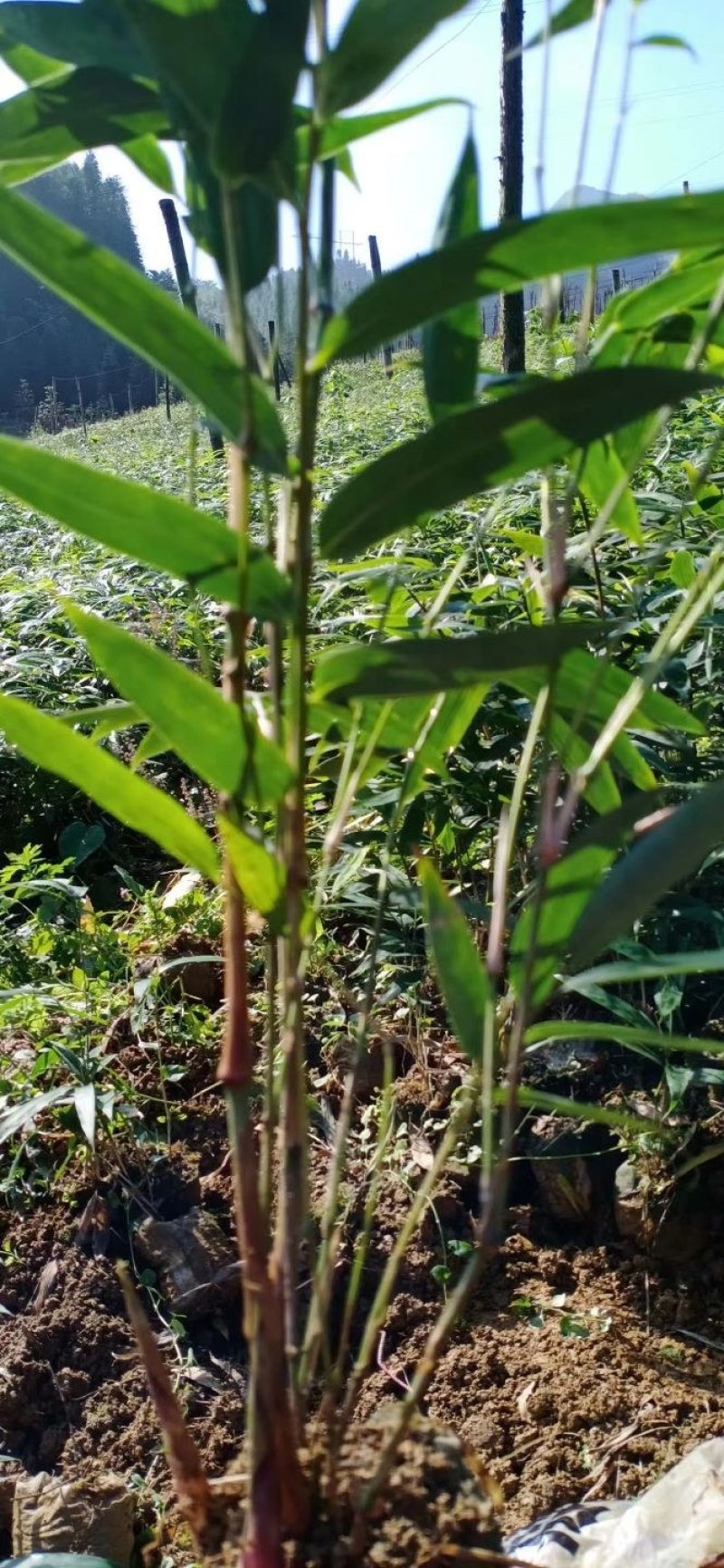 方竹苗