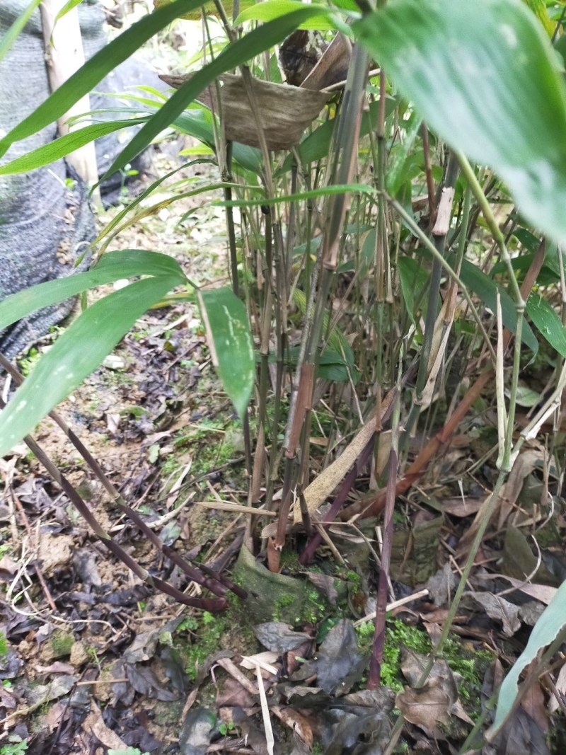 方竹苗