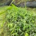 方竹苗