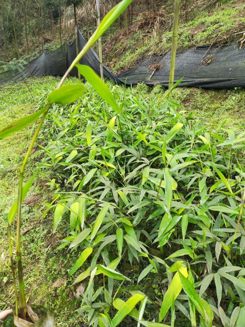 方竹苗