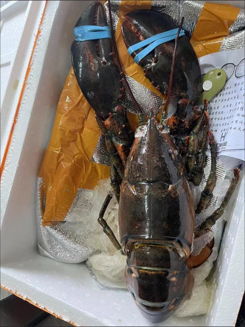 【鲜活速冻】波士顿龙虾红龙虾特大岩龙海鲜加拿大鲜活冻虾