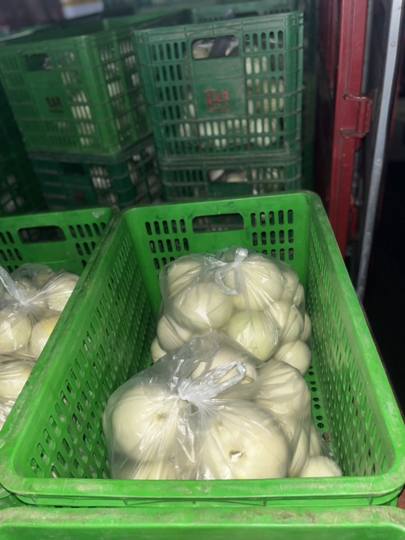 香瓜，甜瓜，小白瓜，盐城本地香瓜，美浓香瓜，上市中