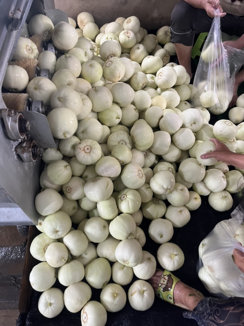 香瓜，甜瓜，小白瓜，盐城本地香瓜，美浓香瓜，上市中