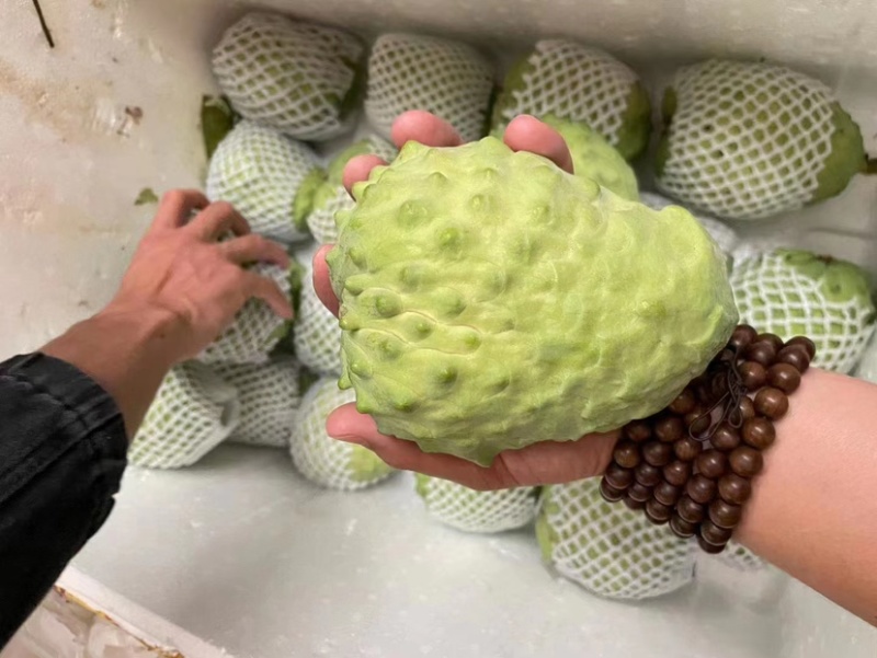 【一件代发】释迦果精品礼盒包邮/电商/商超/水果超市