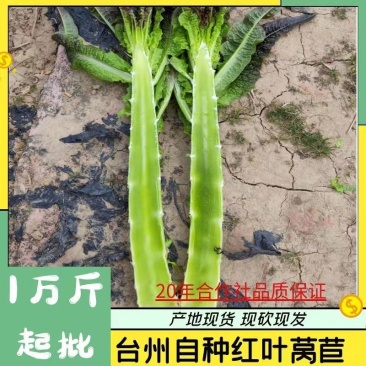 红叶莴苣，现砍现发，物优价廉