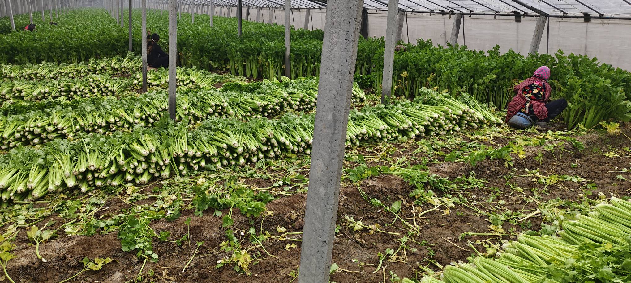 西芹籽种植基地航拍实景图