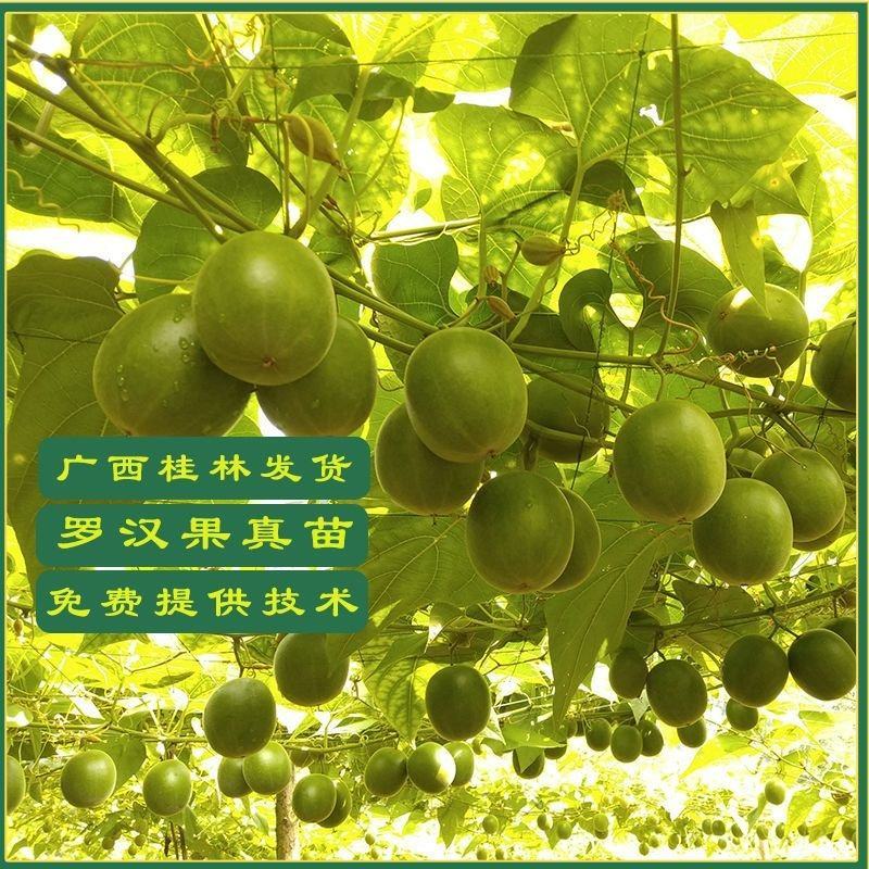 罗汉果苗正宗广西桂林永福黄金罗汊果幼小树苗新水果种子盆栽