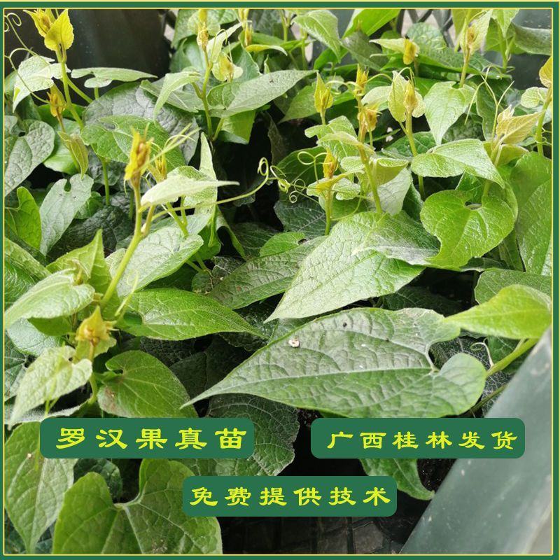 罗汉果苗正宗广西桂林永福黄金罗汊果幼小树苗新水果种子盆栽