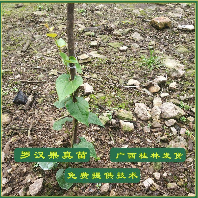 罗汉果苗正宗广西桂林永福黄金罗汊果幼小树苗新水果种子盆栽