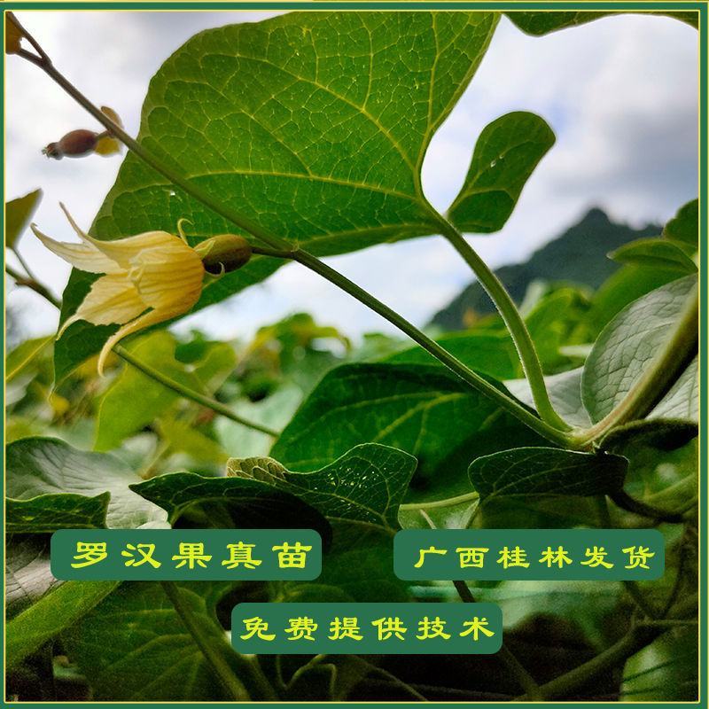 罗汉果苗正宗广西桂林永福黄金罗汊果幼小树苗新水果种子盆栽