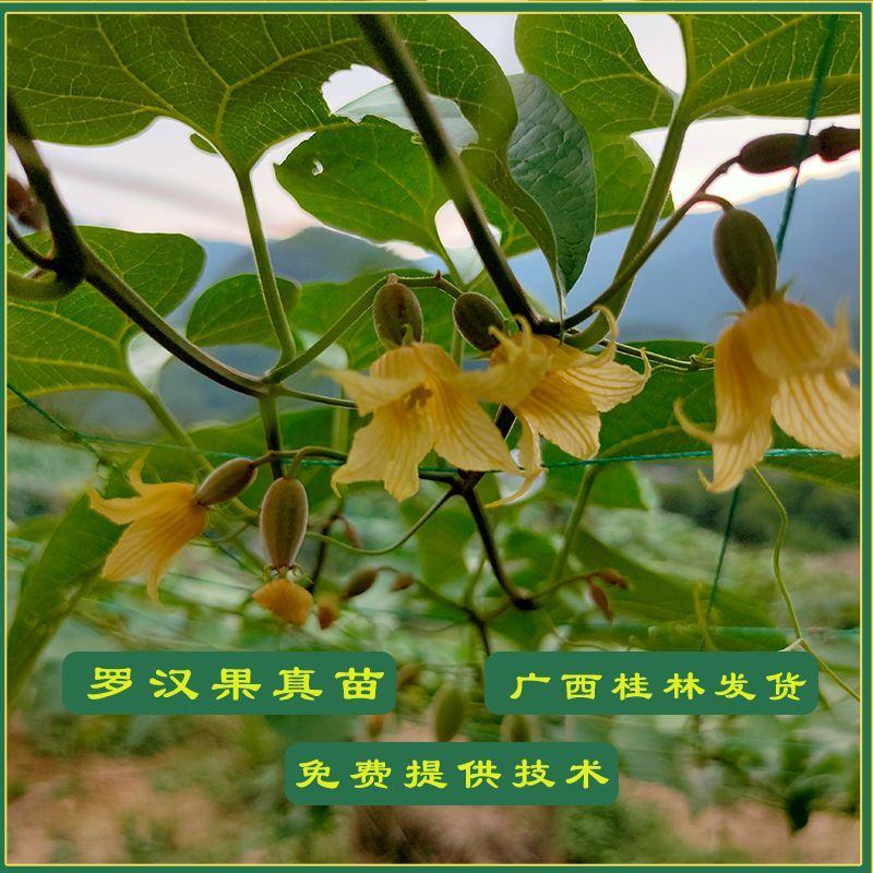 罗汉果苗正宗广西桂林永福黄金罗汊果幼小树苗新水果种子盆栽