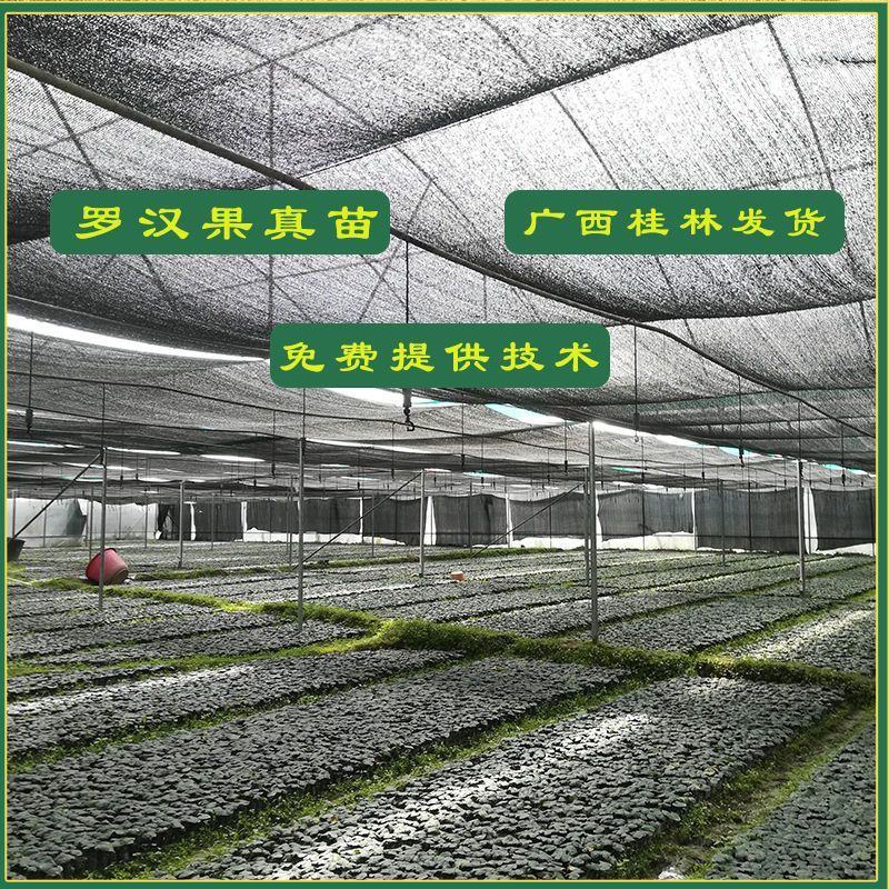 罗汉果苗正宗广西桂林永福黄金罗汊果幼小树苗新水果种子盆栽