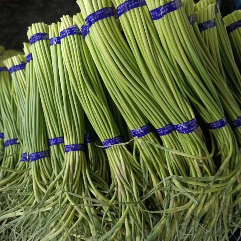 金乡蒜苔山东金乡蒜薹，冷库出租实力配资。代收代销。