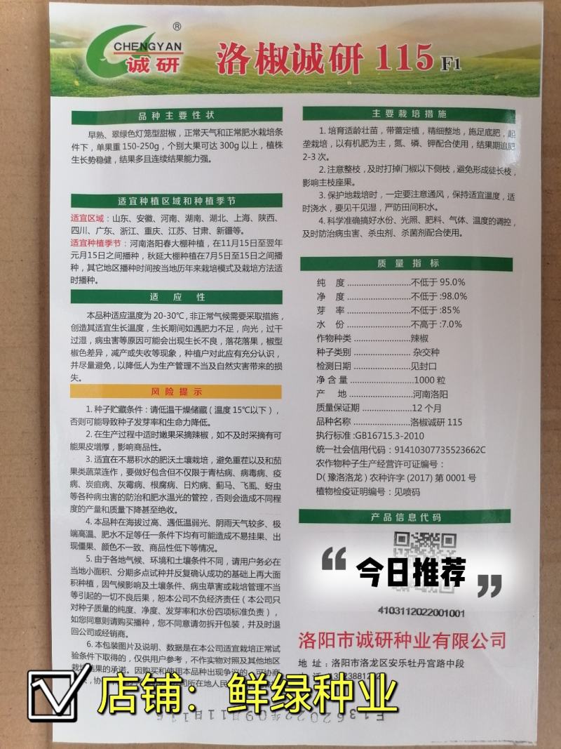 早熟翠绿色灯笼型甜椒诚研115皮薄大果果面光滑