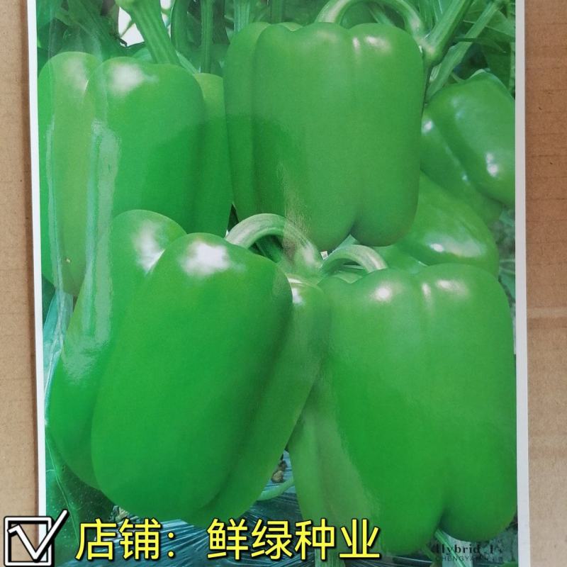 早熟翠绿色灯笼型甜椒诚研115皮薄大果果面光滑