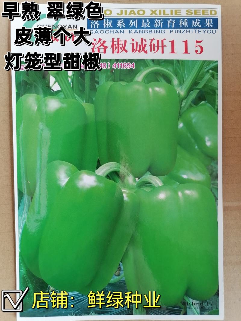 洛椒诚研105早熟翠绿色灯笼型甜椒种子皮薄大果