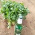 香菜大叶香菜短香菜