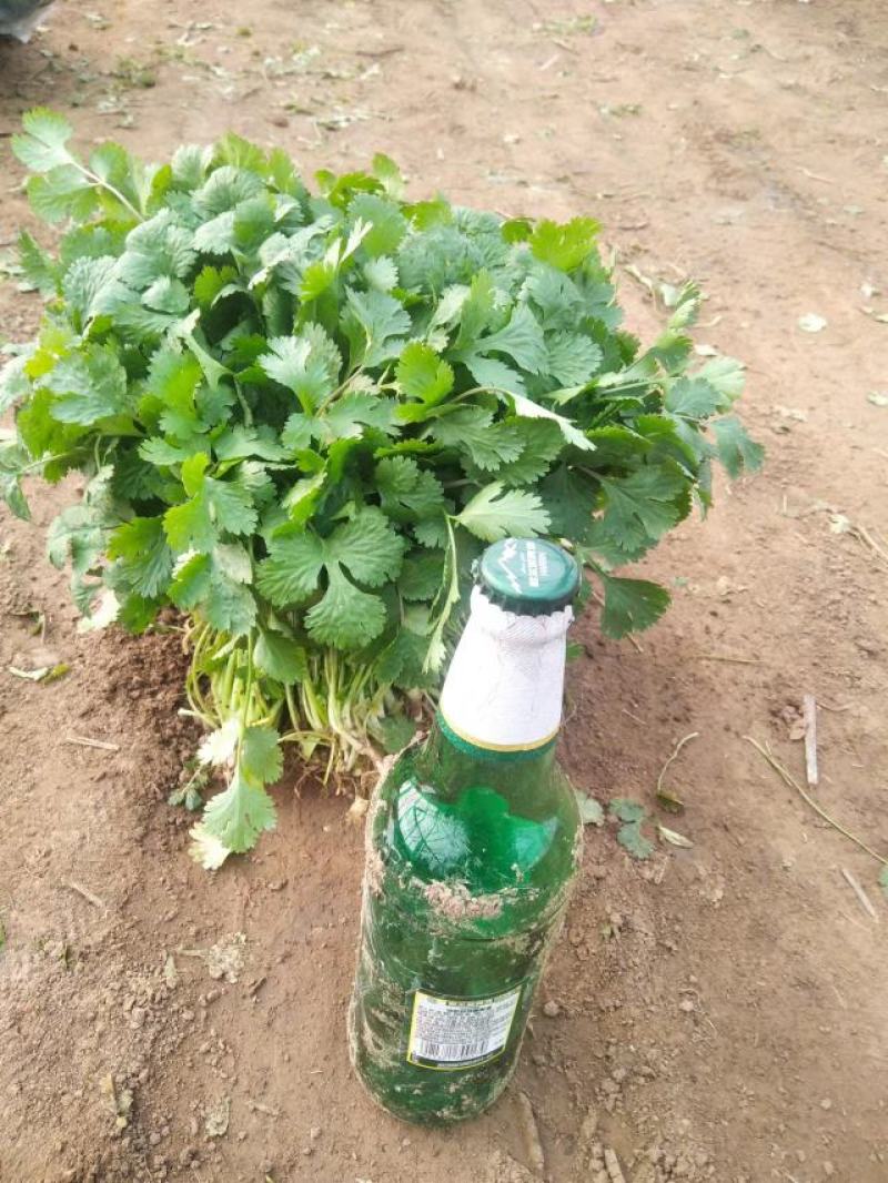 香菜大叶香菜短香菜