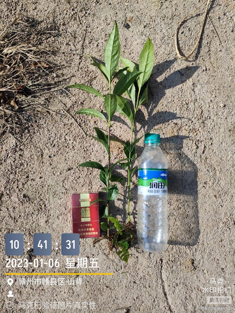 草珊瑚苗/九节茶苗，自家苗圃无中间商赚差价，欢迎实地考察